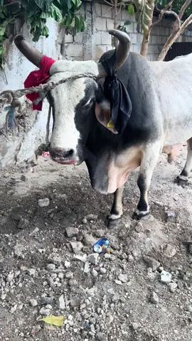 Bossou 3kòn 