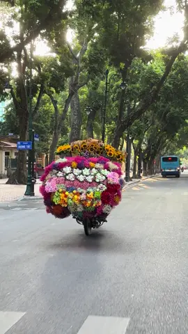 vạn vật đề thua mùa thu Hà Nội #muathuhanoi🍂🍂🍂 #viralvideo 