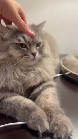 #فدوه#قطتي#قطط #الشعب_الصيني_ماله_حل😂😂 