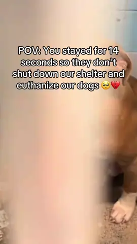 Please help our shelter, we don’t have much more time and we are running out of money. Anything is appreciated! ❤️🫶