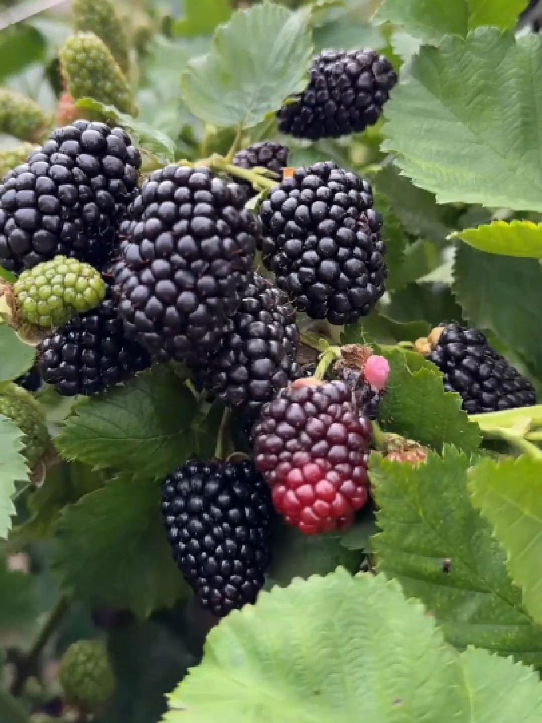 Sedapnya raspberry hitam, boleh tanam sendiri dekat rumah, senang jaga, balkoni atau laman kecil pun boleh #raspberry #blackberry #benihRaspberryHitam #balkoniLamanKecilPunBoleh #beri #hortikultur