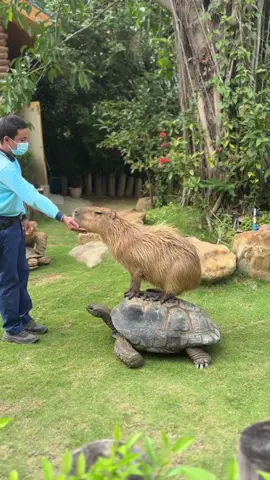 Funny Capybara #cutebaby #capybara #funnyvideos #cute 