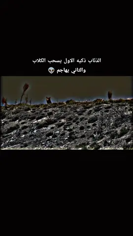#ذيب #مشاهدات #تصميم_فيديوهات🎶🎤🎬 