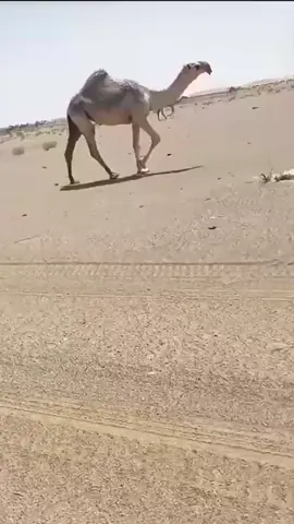 #الوضح #حرش_العراقيب #عظام_المال #اكسبلورexplore 