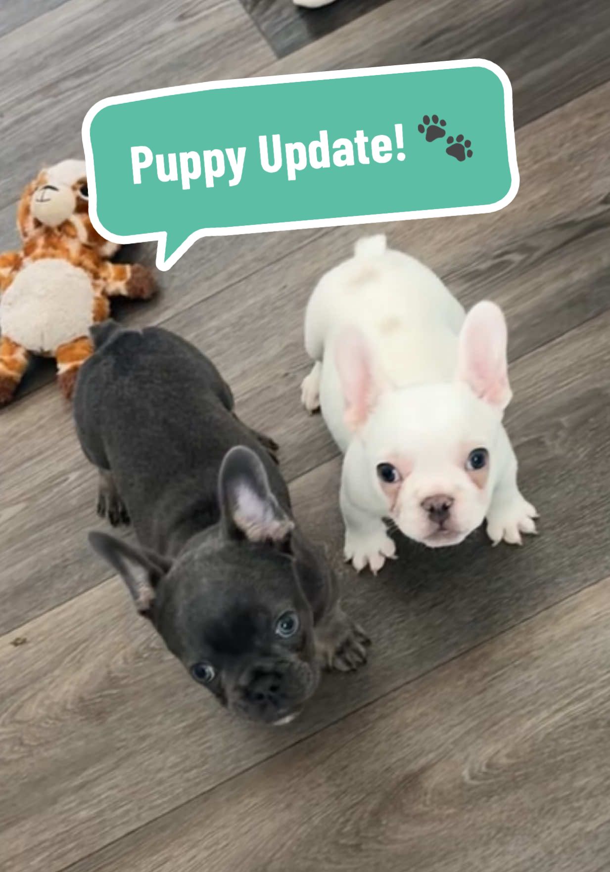 Pupdate! Sorry it’s been a while y’all 🫶🏼