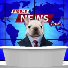 He’s fast, he’s strong, he’s super pibble! Indroducing Super Pibble made by @taes2tired This one took me a while to make 😪 macoroni cheese made by @shiibae  @taes2tired  #pibblesoftiktok #pibble #pibblelove #geeble