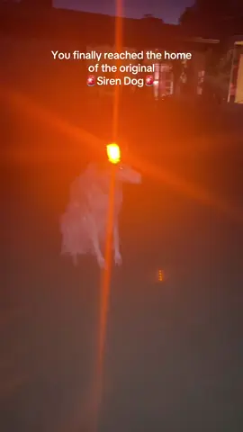 Do not settle for imposters. FLASH WARNING. #sirendog #borzoi #dogs #doglife #unhinged 