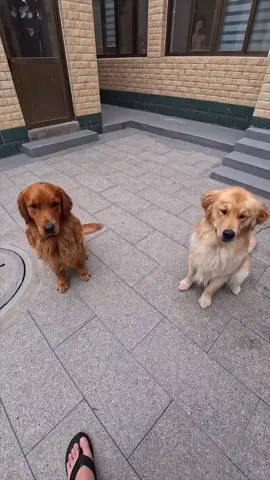 #dog #犬 やった！！