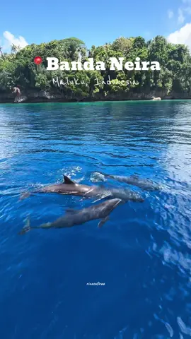 Lumba-lumba🐬🐬 #bandaneira #dolphin #bandanaira #lumbalumba #maluku #malukupride🏝🔥 