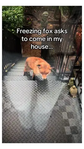 My house became her sanctuary #wholesome #animals 
