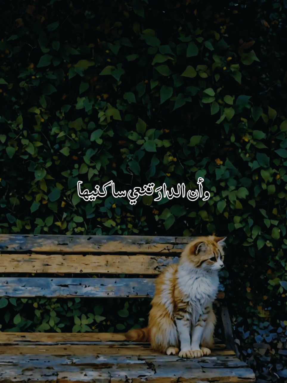 مررتُ بدارهم شوقاً إليهم🥹 #مؤثر #foryoupage #أكسبلور #لايك__explore___ #viraltiktok @قرآن/ Qur'an @🌹نٌےـسًےـمِےـة هےـِدُوُء🌹(2) @أصيل الأشعري🎙️ 
