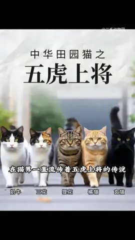 #kucingtiktok #科普 