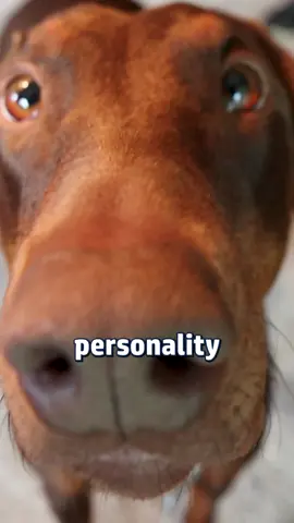 Do you think you have the Doberman personality figured out? Think again 🧠 #DobermanPersonality #AmericanVsEuropean #VelcroDog #DobermanBehavior #DobermanBonding #EmpatheticDogs