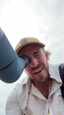 Search your heart, you know it to be true. #edit #birds #gulls #unexpected #birding scope by @n_o_c_s and birding plates by @Merlin Bird ID app 