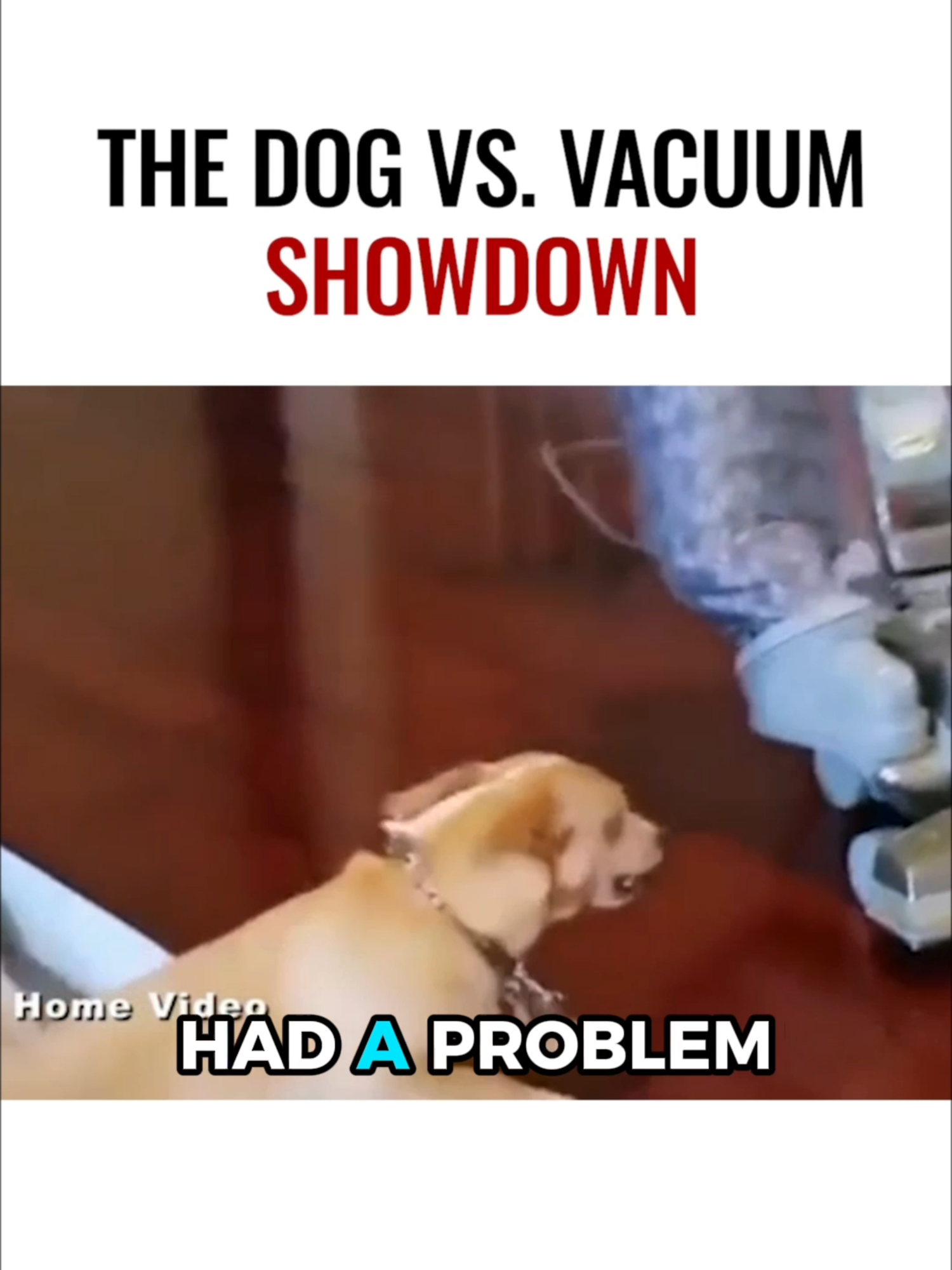 Does your dog attack the vacuum in panic? With the right steps, you can turn that fear into trust. ¿Tu perro ataca la aspiradora con pánico? 🌀 Con los pasos correctos, puedes transformar ese miedo en confianza.