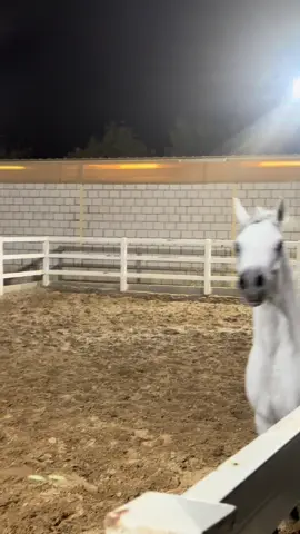 #فهد_سعد_الخيل_فتنة_خيال❤️_🐎 #الخيل_عشق_لاينتهي🐎❤️اذكرو_الله_ #الكويت🇰🇼 #فروسيه #الرياض❤️ 
