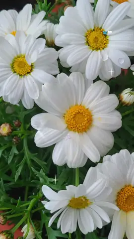 Dibê hezê aramî û  xaşî li  dîtina  te  be .. .🤍🦋