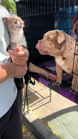 #Lukas #money #dog #btc #chihuahua 