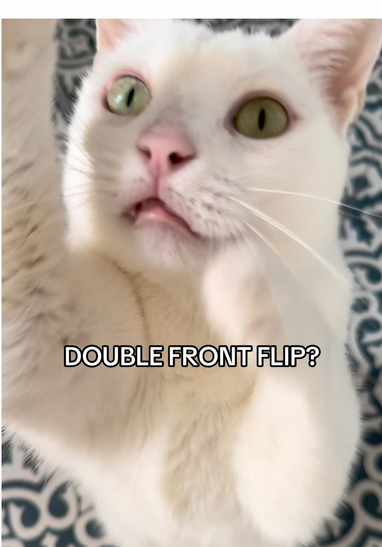 The double ones are always a special rare occasion to celebrated 😂🤸🏼✨ ##frontflip##cattok##cattricks