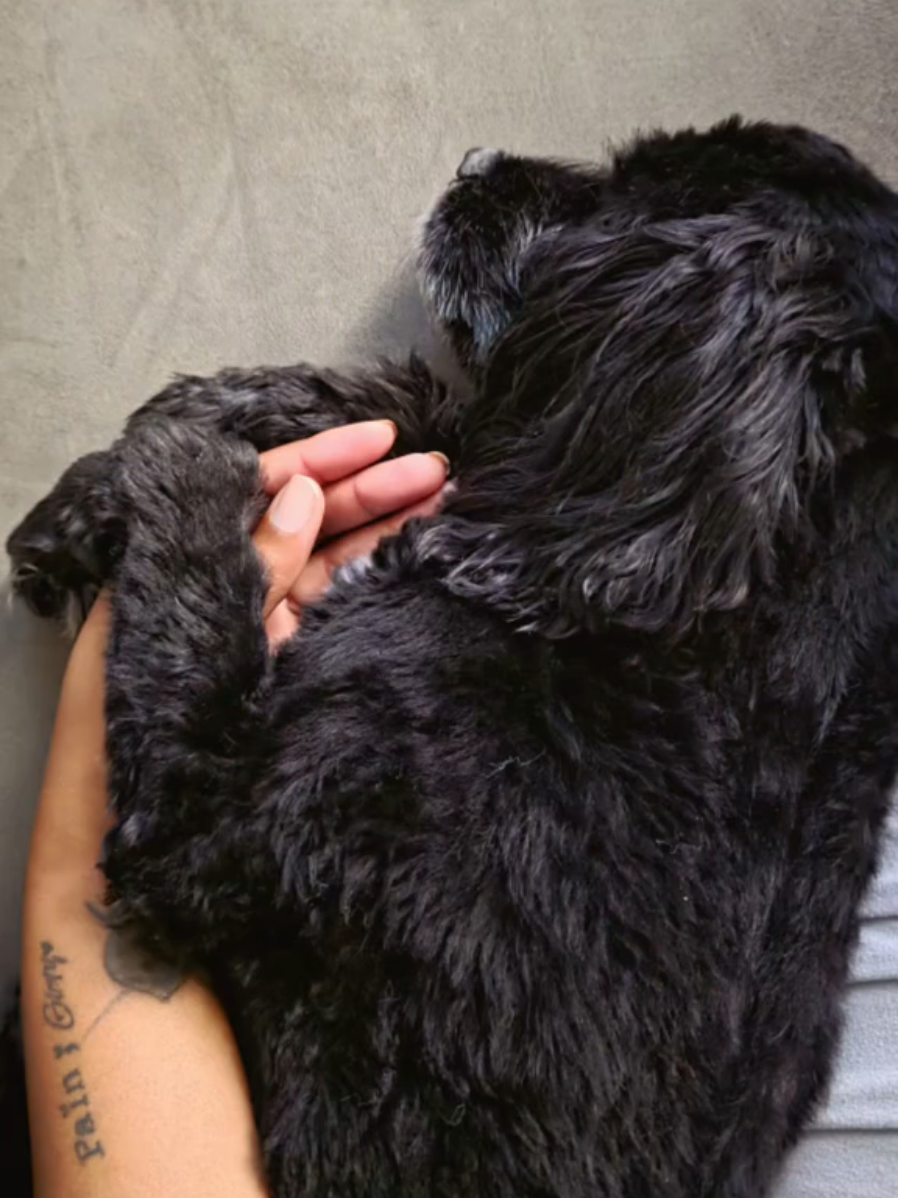 #blackdogmom #dogmom #dogfyp #dogsoftiktok #tiktokdogs 