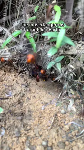 Hidden under the earth, golden hornets guard their empire #oddlysatisfying #nature #asmr #SATISFYING #extreme 