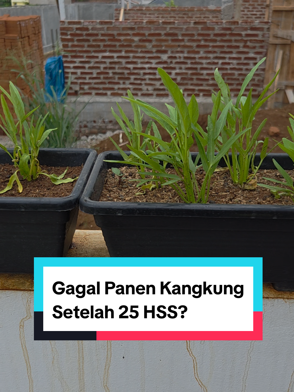 🤔 Ngikutin ChatGPT buat Tanam Kangkung 🤔 Sebelumnya pernah nanam kangkung di pot galon bekas. Aku semai 4 titik, masing2 4-5 benih. Tumbuh sehat dan enak, udah ditumis soalnya 😋. Panen di usia 35 HSS. Terus punya pot panjang gini, ukuran 50 cm x 15 cm x 12 cm. Kayanya pas nih buat di dinding batas rumah. Tapi kok bingung ya buat jarak semainya 🤣. Tanya lah ke ChatGPT. EH ..... Udah 25 HSS, tapi tinggi cuma dapet 10-12 cm an. Apa yang salah ya? jarak tanam kah? atau komposisi media tanam? atau perlakuan pas perawatannya? Boleh dong sharing pengalaman kawan2 buat tanam kangkung di pot panjang gini. Oh iya, gak lagi2 naro di atas dinding  batas rumah. Kotor 🥲 #kangkung #berkebundirumahaja #berkebun #gagalpanen #belajarberkebun 