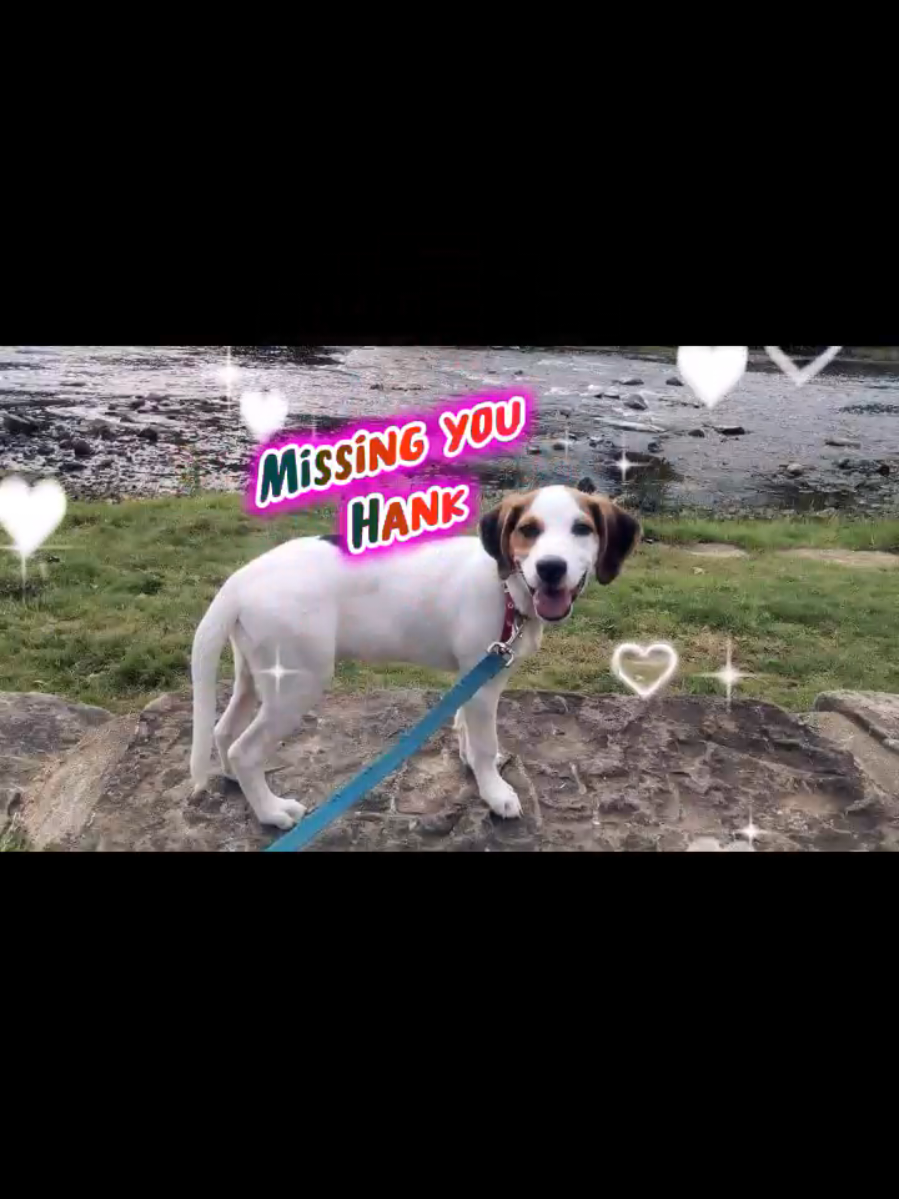 Misding you Hank Williams Your forever in my heart #CapCut #capcutpioneer #aistorymaker #pet #missingyou 