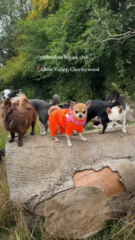 chis go hiking at the start of autumn 🍁🍃 #dogsoftiktok #smalldogsoftiktok #chihuahua #london 