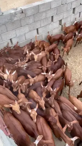 #اكسبلوررررررر 