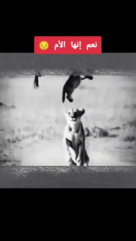 #creatorsearchinsights #تصميم_فيديوهات🎶🎤🎬 #امي_جنة  #ترند_تيك_توك_مشاهير #اكسبلووووورررر 