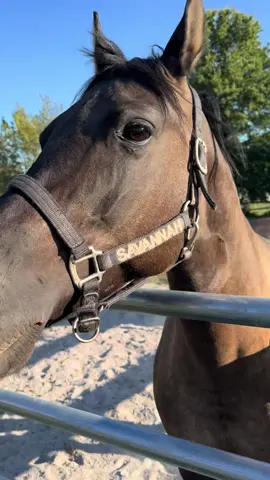 Savannah has perfect recall 👌🏼 and luckily Tesoro just follows wherever she goes 🤣 . . . #h#horsetokh#horsetrainere#equestrianh#horsee#equestriansoftiktok