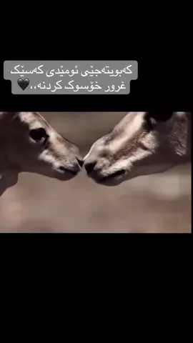 #acc #غەزال 