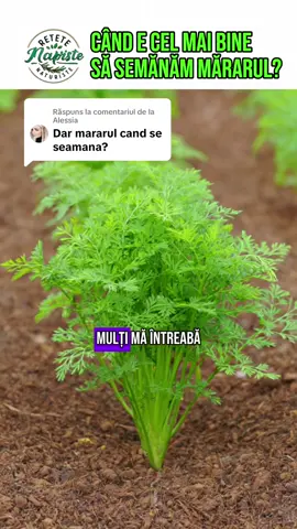 Ca răspuns pentru @Alessia Mulți mă întreabă când e cel mai bine să semănăm mărarul. Hai să-ți spun simplu: Cea mai bună perioadă este primăvara, imediat ce solul se încălzește la peste 10-12°C și nu mai există risc de îngheț. Atunci semințele germinează repede și plantele cresc sănătos. Mărarul iubește temperaturile de 10-20°C și un sol afânat, bine udat, dar nu îmbibat cu apă. Se poate semăna și toamna, dar doar în zonele cu ierni blânde. În rest, există riscul ca frigul să distrugă semințele sau răsadurile. Dacă vrei o cultură sigură și uniformă de mărar, cel mai bine seamănă-l primăvara devreme. Scrie în comentarii când semeni mărarul și cum procedezi, ca să afle și ceilalți metoda ta #mararseminte #semintemarar #candsepunemararul #candsemenimararul 