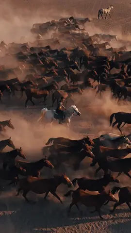 Atın üstündeki Türk değilse yüktür!