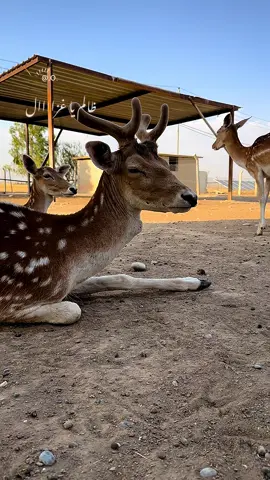 كان عندي غزال كفه محني #وائل_جسار