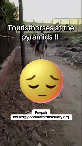 in egypt there are between 10,000 and 20,000 horses and donkeys at the pyramids of giza Many of them tourist horses.  Here are two of the hundreds of garbage dumps.  Sometimes# they are thrown away alive.  we are struggling with the economy right now and we can't turn anyone away even though that's where we are.  please consider a donation ❤️🙏🏼#egypttourism #horserescue #gizapyramids #charity #ridehorses 
