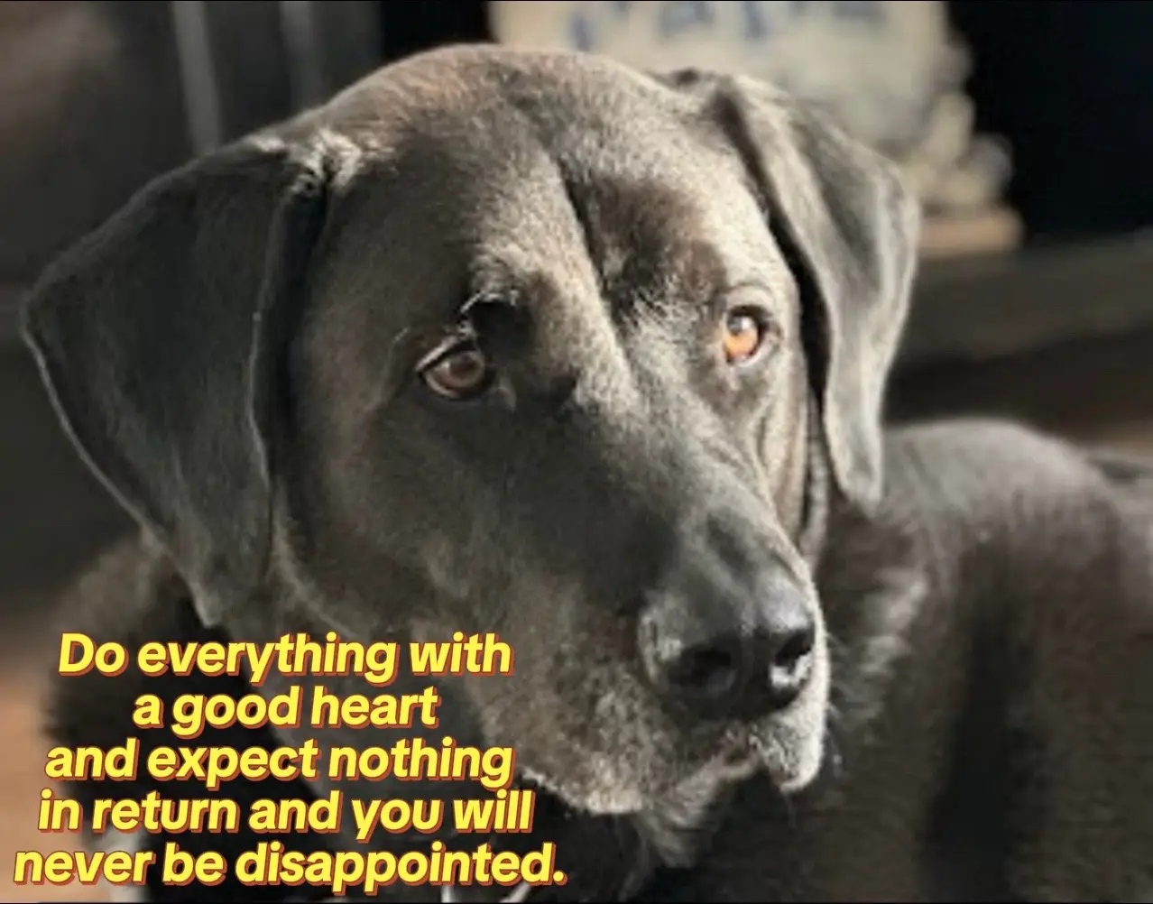#dogsoftiktok #dogtok 