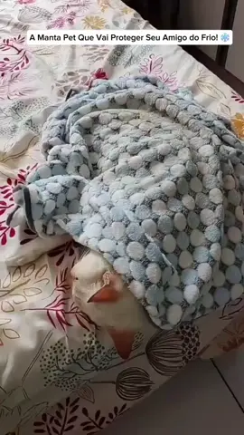 A Manta Pet Que Vai Proteger Seu Amigo do Frio! ❄️ 🌟 Aqueça e proteja seu pet com a nossa Manta Pet! Feita de tecido super macio e leve, ela é ideal para mantê-lo quentinho nas horas de descanso. • 100% lavável e fácil de cuidar. • Perfeita para todos os tamanhos de pets. 🛒 Não deixe o frio pegar seu pet desprevenido! Compre a Manta Pet agora! #mantapet #Mantapracachorro #pet #animais #produtopragato p