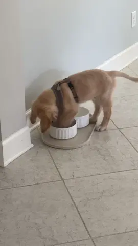 Does anyone else love digging in their water bowl?🐾 #puppy #goldenretriever 