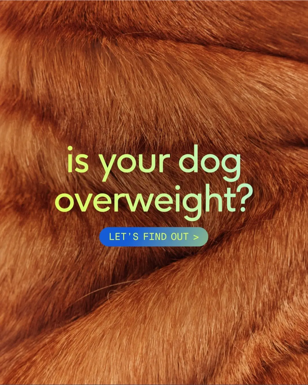 finding yourself searching for answers on if your dog is a healthy weight or not? check out this chart!  it’s also always best to talk to a trusted vet when it comes to keeping your dog at a healthy weight. and try out our newest product line, GutWell, to provide your dog a little extra support in their weight loss journey!  #dogtok #doghealth #dogweightloss 