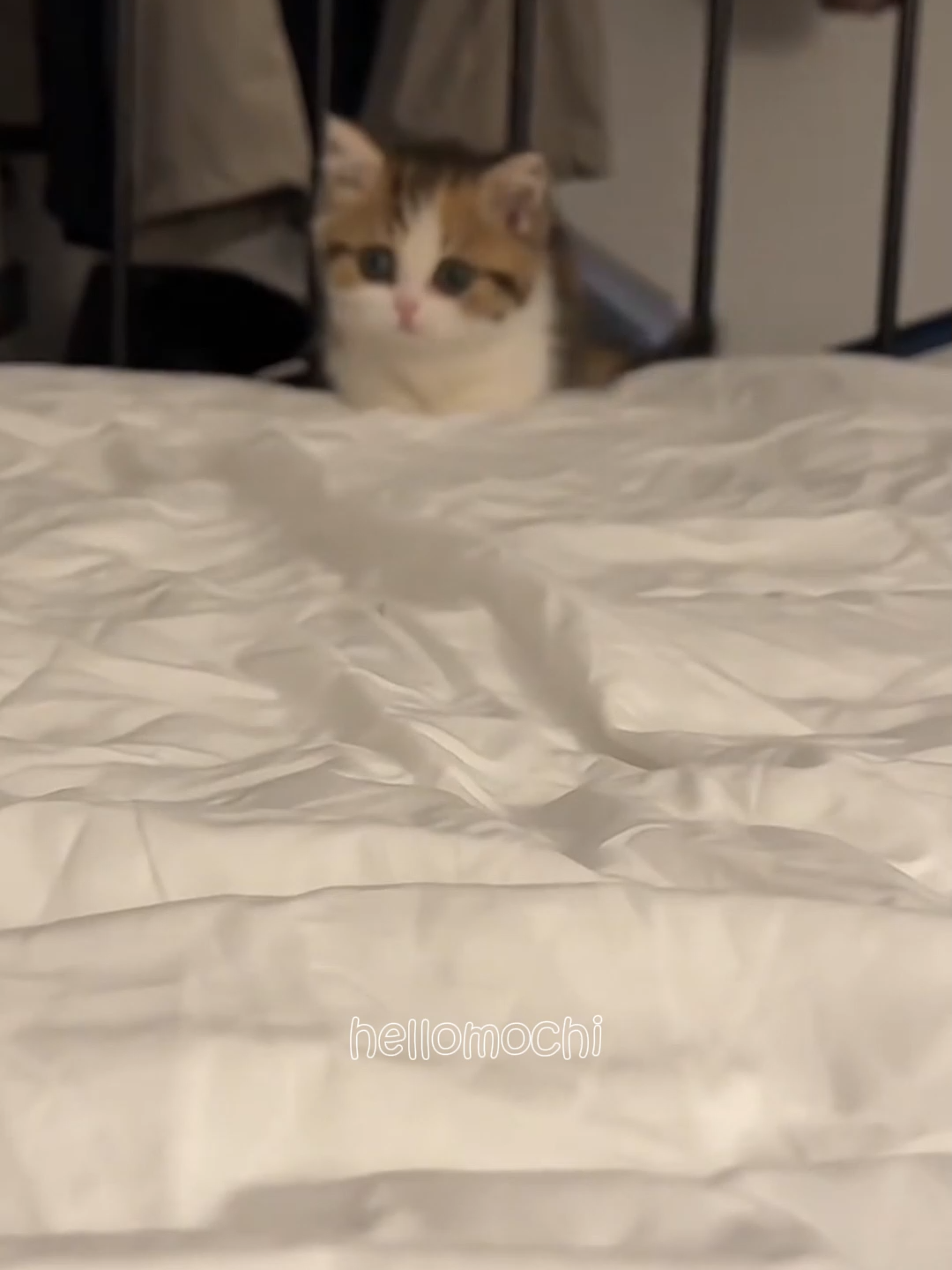 #kittensoftictok #catsoftiktok #hellomochi #cutecats #catlover #cutekittens #kittenlover #kitten #cat