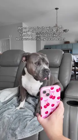 Please tell me I’m not the only one who forces my dog to watch “funny” videos that I find online? 😂 #americanbully #dog #doglove #funnydog#dogparents #dogcontent #doglovers #funnydogs #dogowner #dogs #doghumor Dog life, dog humor, dogs, funny dogs, cute dogs
