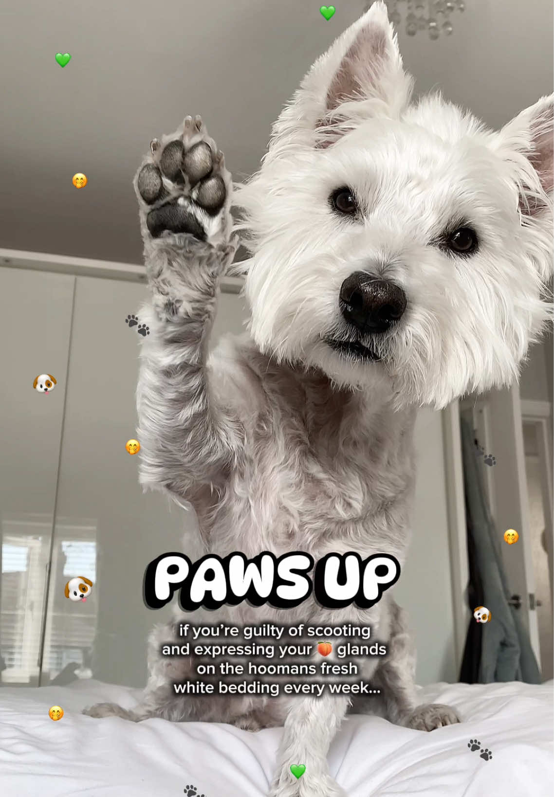 Paws up! Who’s guilty? 🍑🤭😂🐾🐶🫶🏼 But seriously, natural emptying of the anal glands is so important! These brand new bites from YuMOVE help to promote this and also help to reduce scooting and licking! 🐶 @YuMOVE  They help to bulk & firm poop 💩 whilst promoting good gut health, digestion and immunity 💚 🏷️ 30OSCAR  YuMOVE AD | YuMOVE Influencer | YuMOVE GIFTED  #creatorsearchinsights #dogsupplements #supplementsfordogs #dogtok #doghealth 