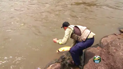Eeeeee Rio Miranda, esse rio pantaneiro é bom de peixe. Um dourado na corredeira.Parte  4. Em Bonito, equipe enfrenta desafios para fisgar o pacu e o dourado Na pesca com pedras e águas rasas, que dificultaram a navegação, equipamento foi substituído por varinhas leves. Já o dourado se caracteriza pela coloração com reflexos avermelhados. Pode atingir mais de 25 quilos e alcançar um metro de comprimento. #creatorsearchinsights #terrapescaesportiva #pescaria #pantanal #Emjogo