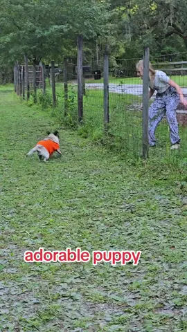 #petloverdog #puglover ##viralvideo #fyspotted #TikTok 