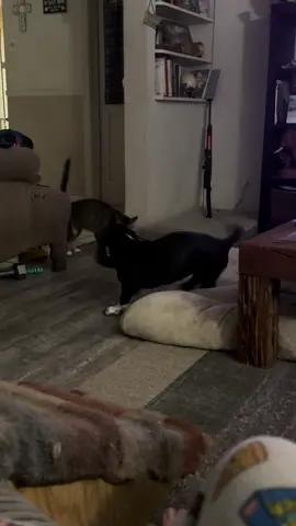 Boots and Cissy everyday #reggiethebasshole #mykidhaspaws #bassetsoftiktok #catsoftiktok #fun 