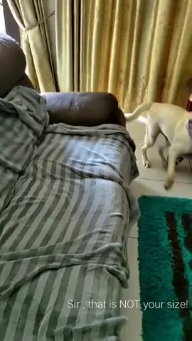 Puppy Chulbul had ZERO chill. Still doesn't 🤣 #puppies  #labrador #puppy #funny #funnydogs 