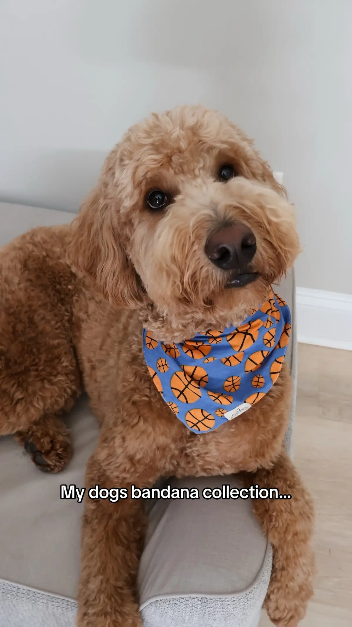 Dogs can play dress up too 🤭 Swipe to the end to see my first bandana ever!!  #dog #goldendoodle #cutedog 
