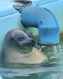 i love seals so much 😂❤️ #seal #seals #sealsoftiktok #sealtok 