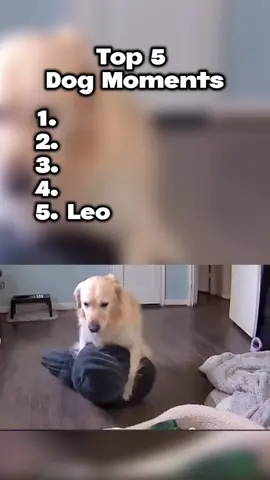 Top 5 Dog Moments #tiktok #viral #funny #dog #top 